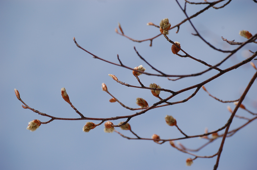 ブナの芽吹き